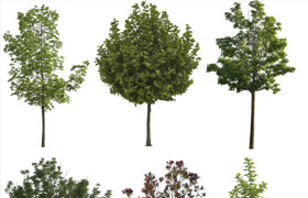 6 Trees (PNG)