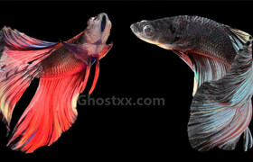 Betta Fish 3D Scene - Simon Chukov