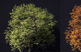 3D Model Tree  CGMood