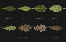 8K Leaf Textures  3d-Wolf