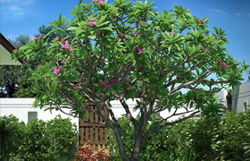 Turbosquid - Plumeria Frangipani Lelavadee Tree