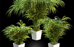 Palm tree in a pot. 3 models