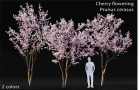Prunus cerasus | Cherry flowering # 3