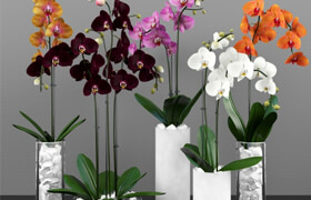 Phalaenopsis orchids set