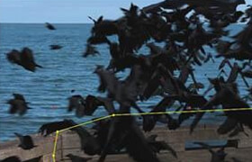 After effect CS6 - Dissolve Into Crows VFX After Effects Tutorial