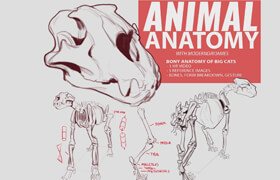 James Douglas (moderndayjames) - Animal Anatomy Pack