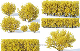 CgTrade - Forsythia 7 bushes plus 2 hedges collection 3D model