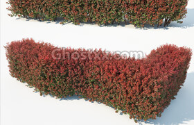 CgTrader - Berberis Thunbergii Nr7 Atropurpurea Nana customizable hedge 3D model