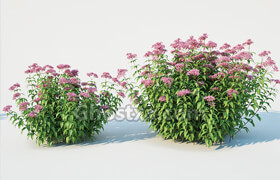 CgTrader - Eupatorium purpureum Nr1 -Two sizes H 85-110 3D model