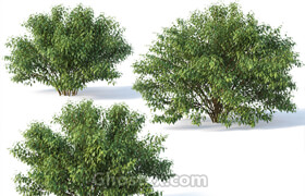 CgTrader - Forsythia Nr 5 -Summer XL - Three sizes 3D model