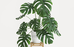 CgTrader - Monstera 3D model