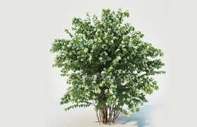 CgTrader - Philadelphus Coronarius Nr3 Three sizes - More blossom 3D model