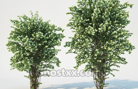 CgTrader - Philadelphus Coronarius Nr4 Winter 3D model