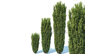 CgTrader - Taxus Baccata Nr1- Fastigiata Robusta 3D model