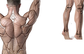 PROKO - Anatomy Course