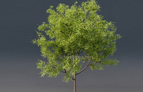Young Tree  Andrea Marchetto - Free 3D Model