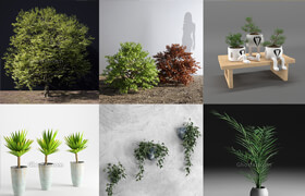 Cgmood 植物盆栽模型14个