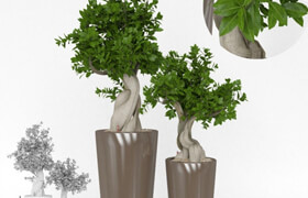 Ficus Bansal