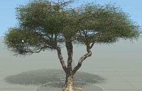 Model An African Acacia Tree in Speed Tree  ​