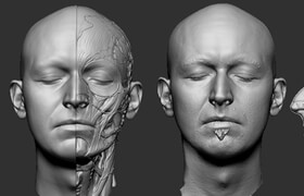 3d scan - male head scan ecorche