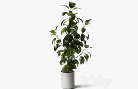 ficus elastica