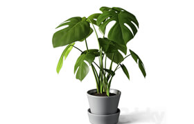 monstera