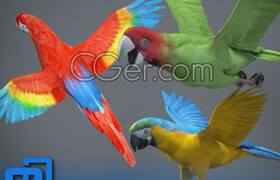Cgtrader - Animated Parrots Pack 3D model