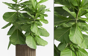 Ficus Lyrata (Plant 55)