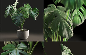 Cgtrader - Monstera in Pot1 3D model