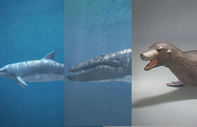 Cgtrader - Pack - Marine Mammals 3D model