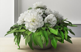 Designconnected pro models - BOWL OF PEONIES