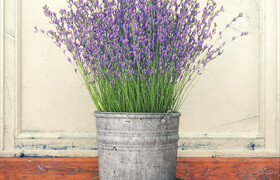 Bouquet of lilac flowers in a bucket