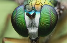 CreativeLive - Macro Photography - Insects and Plant Life with Chris McGinnis