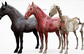 3dscanstore - Horse Ecorche