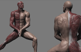 Udemy - Human Anatomy for Artists using Zbrush and Photoshop
