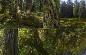 Photobash - Ancient Forest