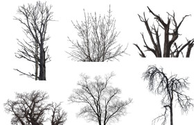 Photobash - Dead Trees