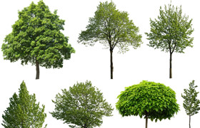 10 Cutout Trees