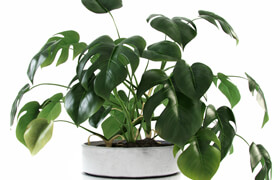 Liana Monstera