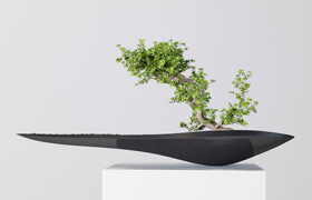 Kasokudo Bonsai