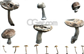 megascan - mushroom