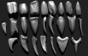 TEETH - Zbrush 24 Assorted Teeth IMM Brush - 3dmodel