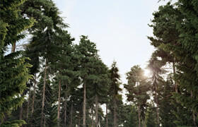 Pine Trees - 3dmodel
