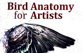 Bird Anatomy for Artists - Natalia Balo - book