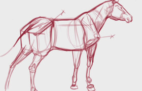 CGMW - Traditional Animal Anatomy