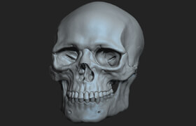 Gumroad - Modeling the human skull By diependaal