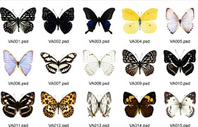 Villa-Arts - Butterfly Vol.1