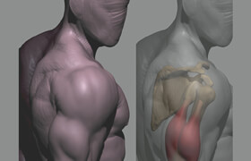 Artstation - Anatomy Studies Volume 1 by Glauco Longhi - book