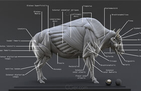 CGTrader - Bison Ecorche - Model Muscles Study - 3D model