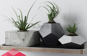 Decor Plants - 3dmodel
